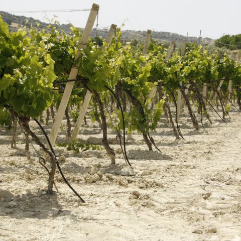 Impianto irrigazione vigneto a spalliera in contrada Misilini, Noto, Siracusa.