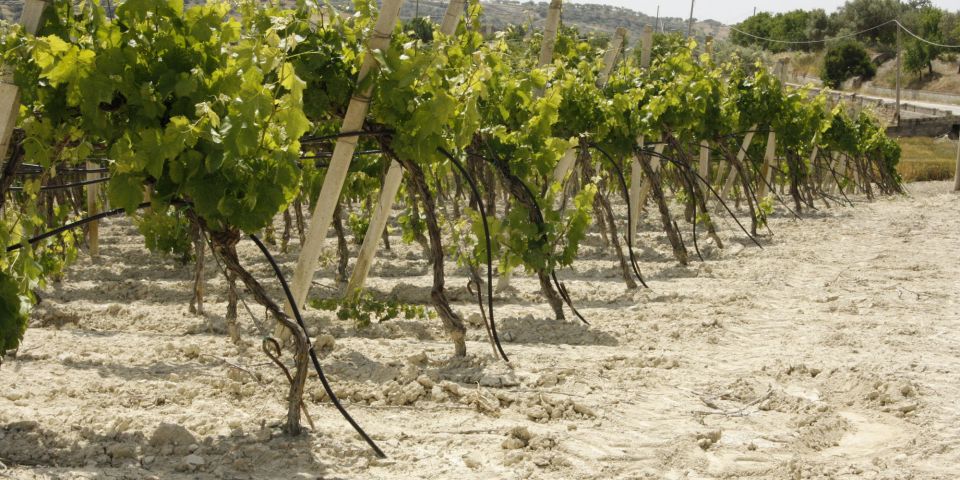 Impianto irrigazione vigneto a spalliera in contrada Misilini, Noto, Siracusa.