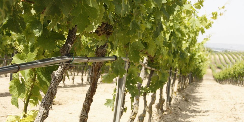 Drip irrigation on trellis vineyard in Burgio Coste Fredde - Noto - Siracuse Disctrict - Sicily