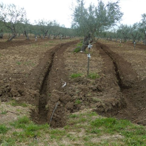 Impianto subirrigazione su oliveto in Noto, Siracusa, Sicilia