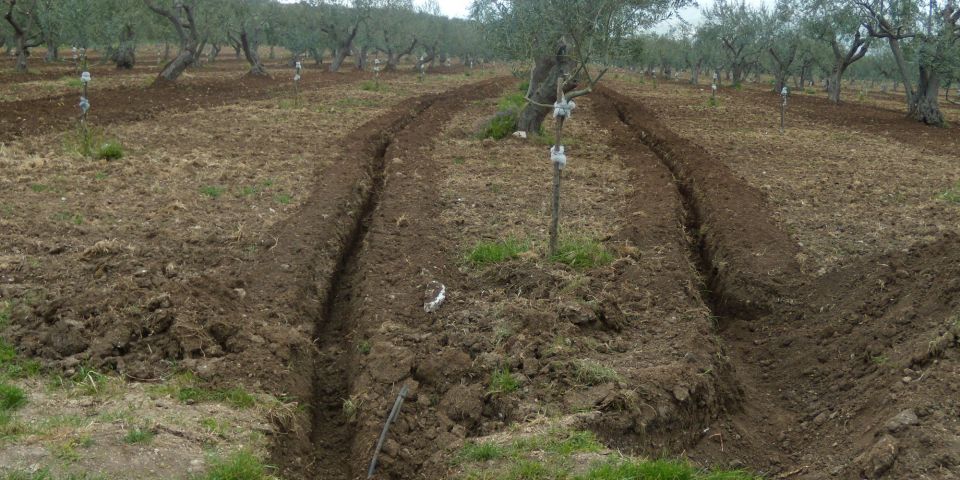Subsurface drip irrigation system on olive grove, Noto Area, Siracuse, Sicily