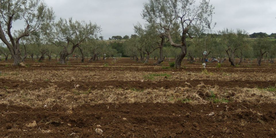 impianto subirrigazione oliveto noto