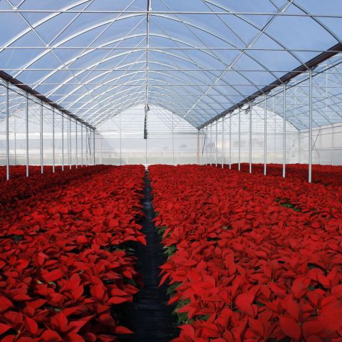 Sistema di irrigazione e fertirrigazione automatica in serra, Scicli, contrada Arizza, Ragusa, Italia