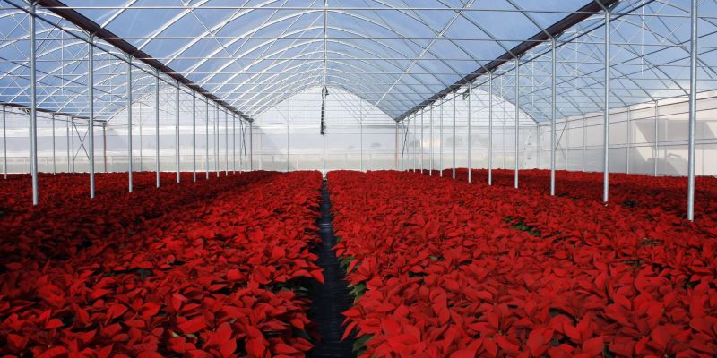 Automatic irrigation and fertigation system in greenhouse, Scicli, Ragusa area, Italy