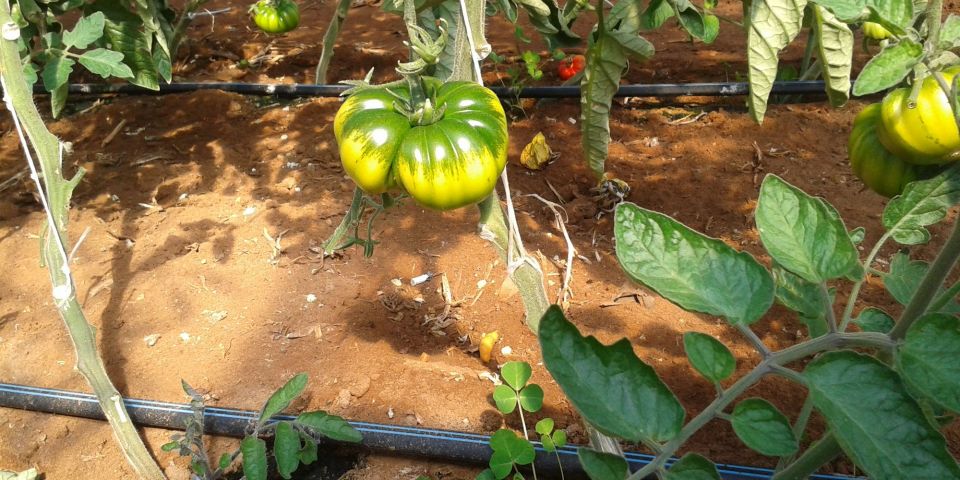 Ala gocciolante pomodoro Portopalo