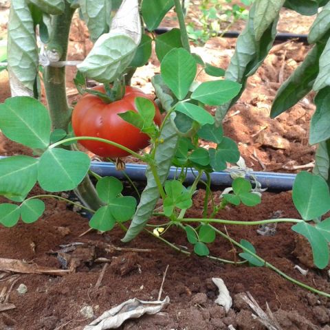 Impianto d&#039;irrigazione a goccia su pomodoro in serra a Pachino, Siracusa