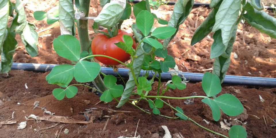 Impianto d&#039;irrigazione a goccia su pomodoro in serra a Pachino, Siracusa