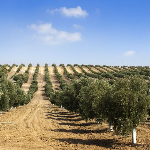 Vineyards and orchards
