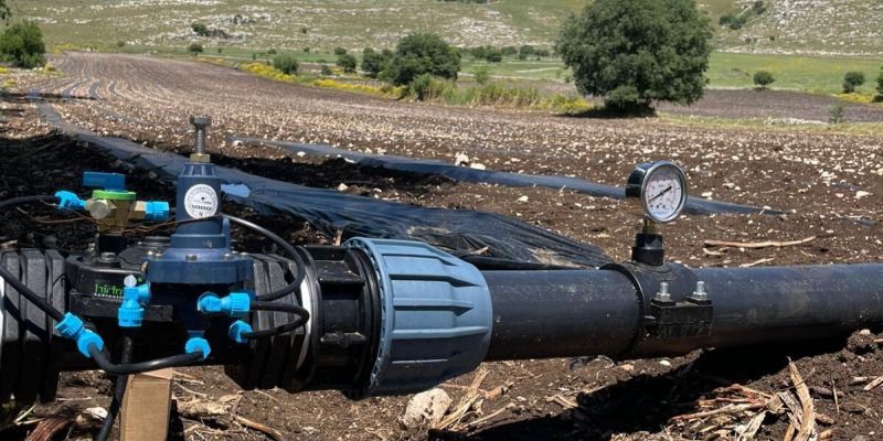 Open field irrigation system for tomato cultivation