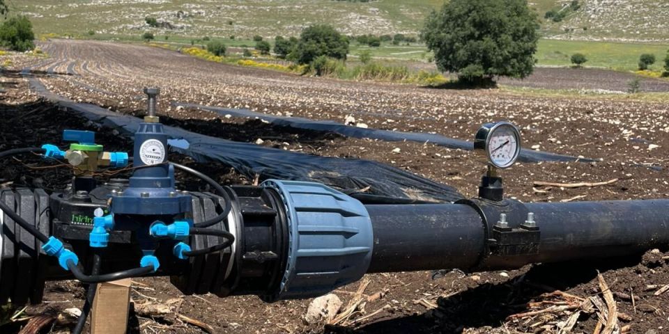 Open field irrigation system for tomato cultivation
