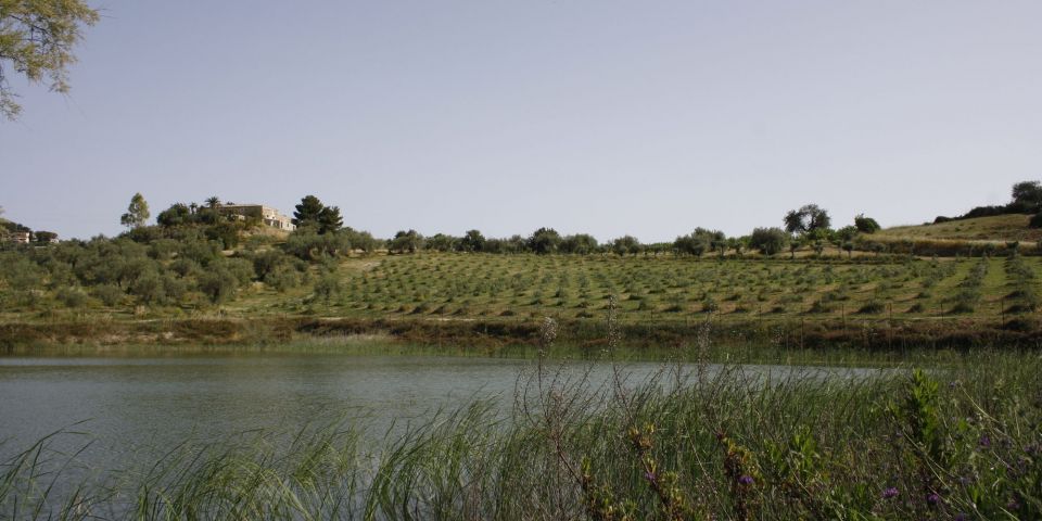 Subsurface drip irrigation in Busulmona, Noto area, Siracuse