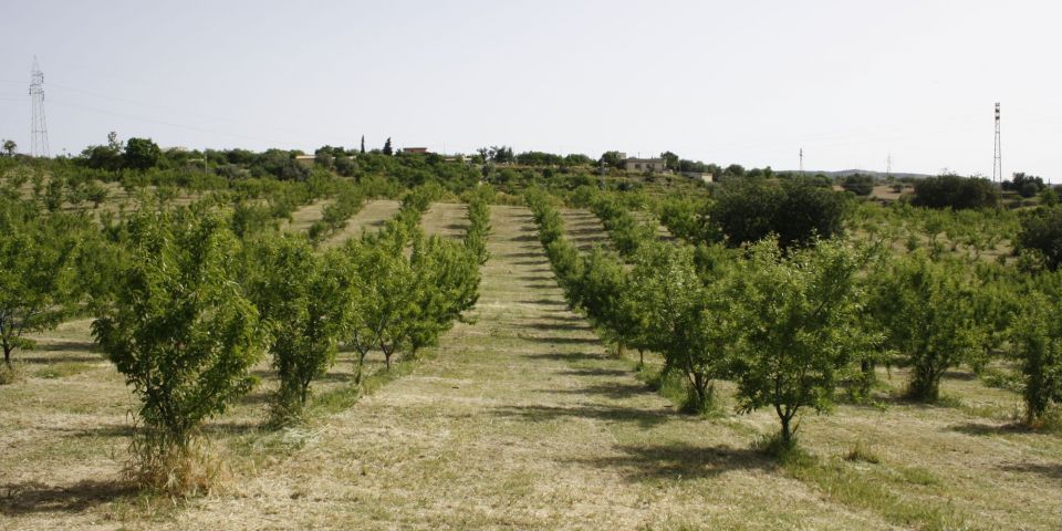 subirrigazione mandorleto noto siracusa