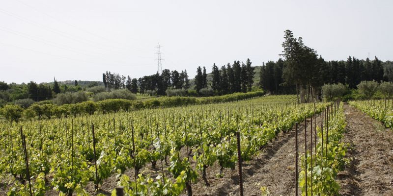 Subsurface drip irrigation on vineyard in Zisola, Noto Area -Siracuse