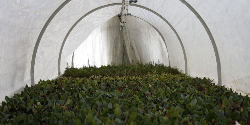 Misting &amp; fogging system for climate control in nursery, Catania, Sicily