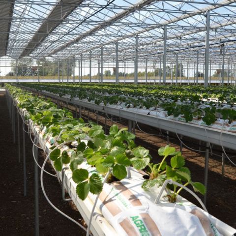 Drip irrigation for nurseries and grow-bags